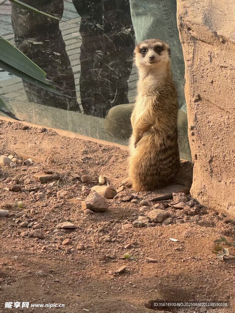 狐獴