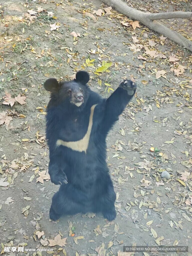 熊