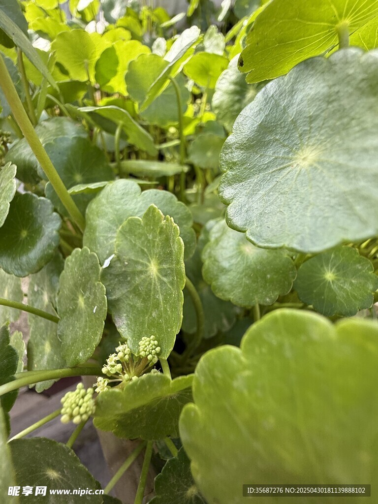 翠绿圆润的水生植物叶片