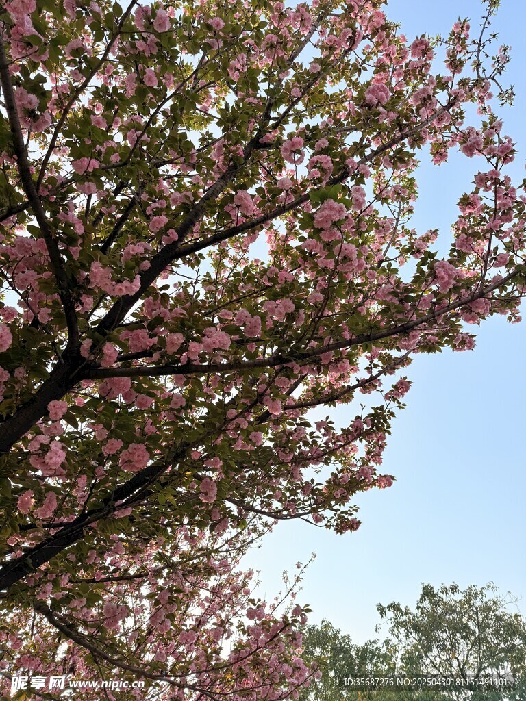 春日盛开的烂漫樱花树