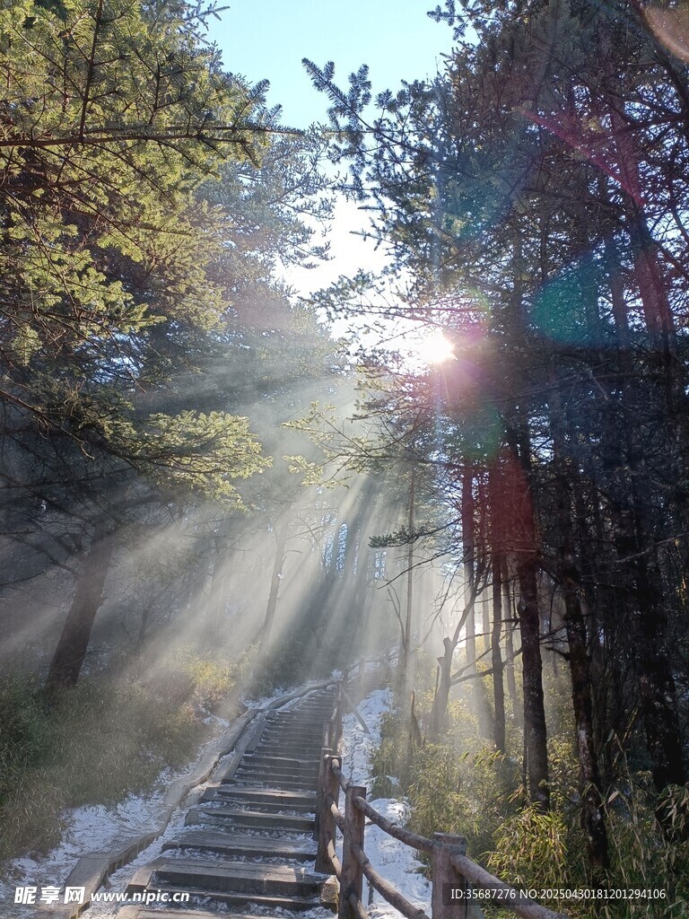 林间阳光洒落的木质步道