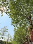 阳光下的葱郁绿树