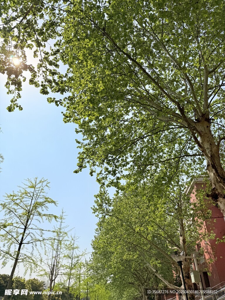 阳光下的葱郁绿树