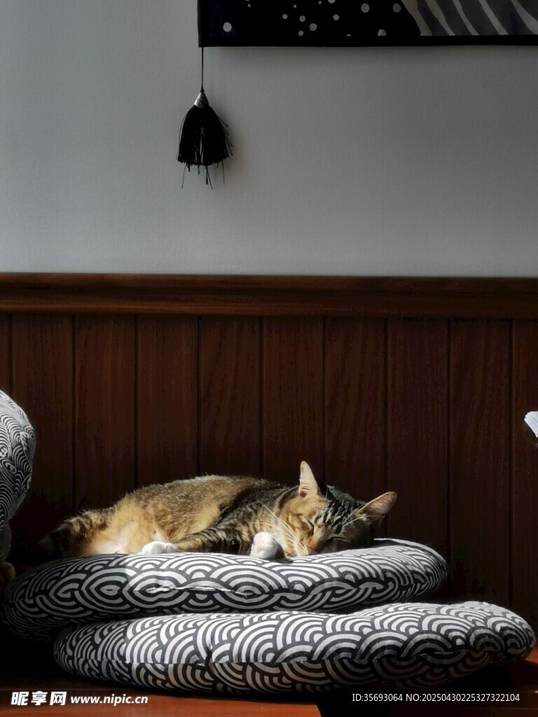 狸花猫