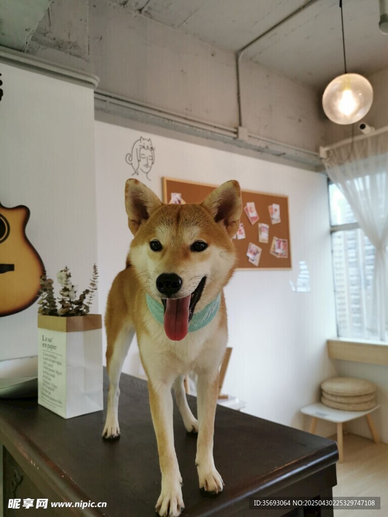 柴犬