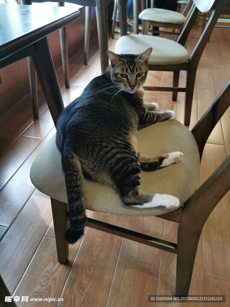 狸花猫