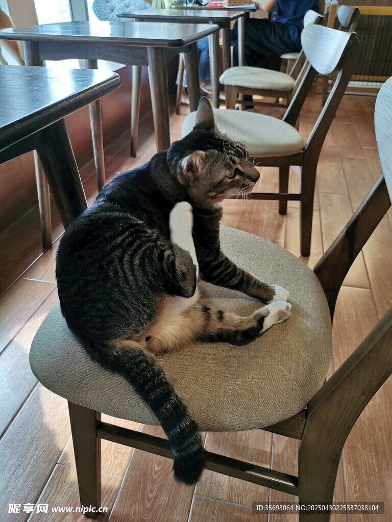 狸花猫