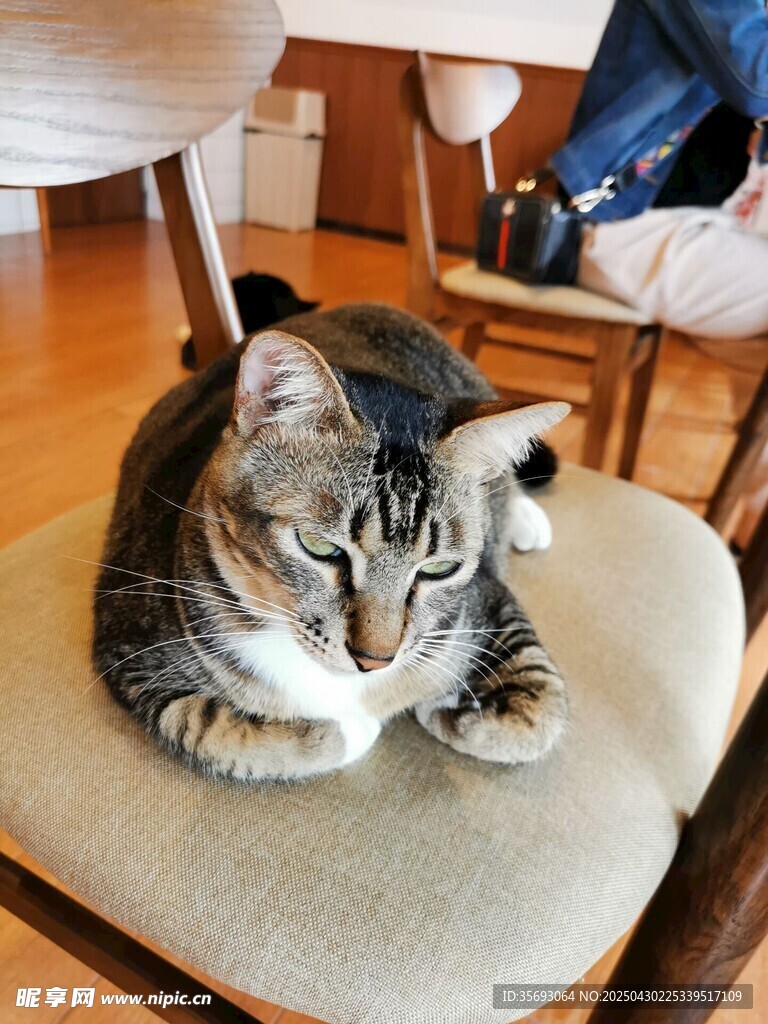狸花猫