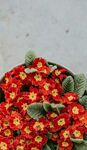 报春花