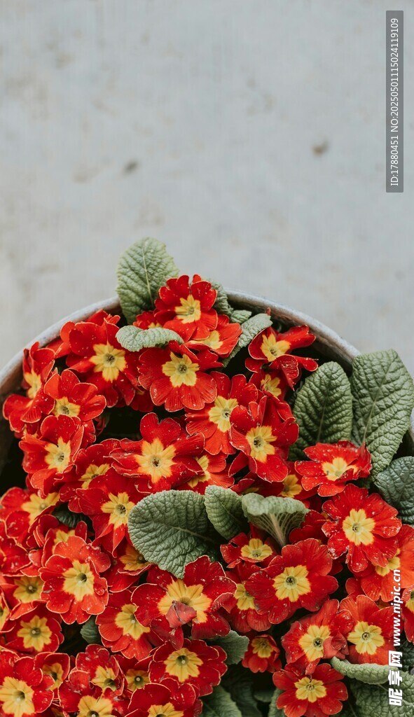 报春花