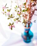 杜鹃花