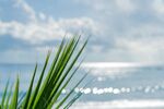 海边翠绿植物与波光海面