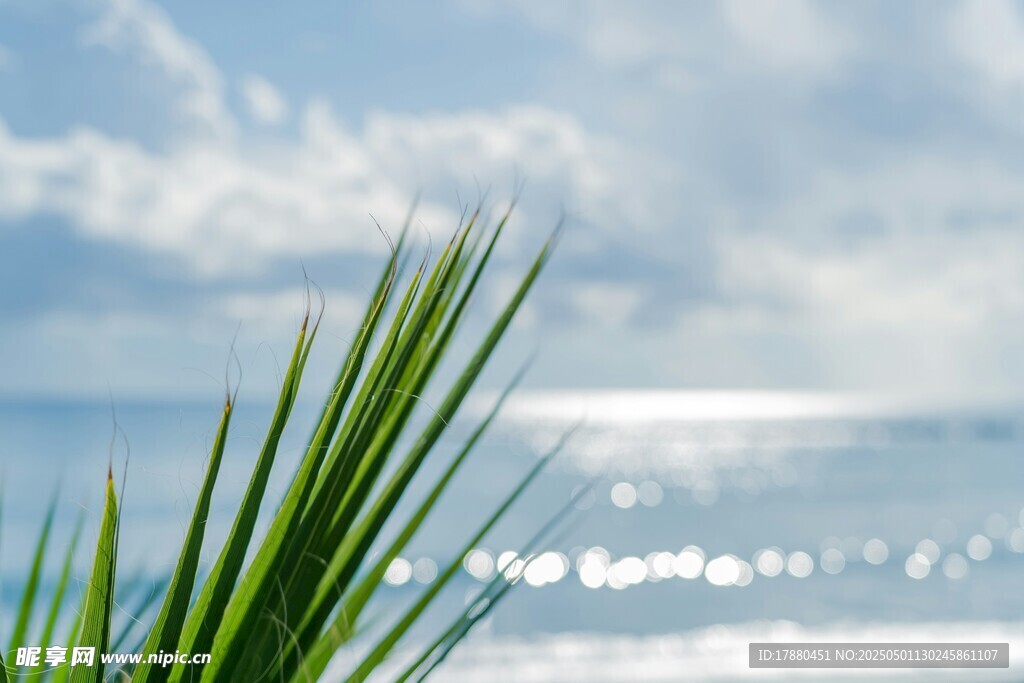 海边翠绿植物与波光海面