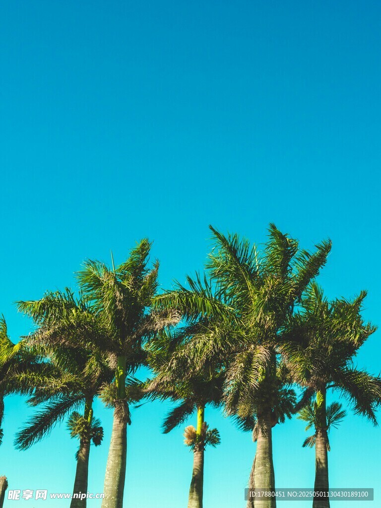 椰树