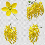花朵素材