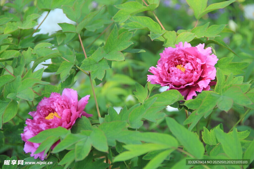 芍药