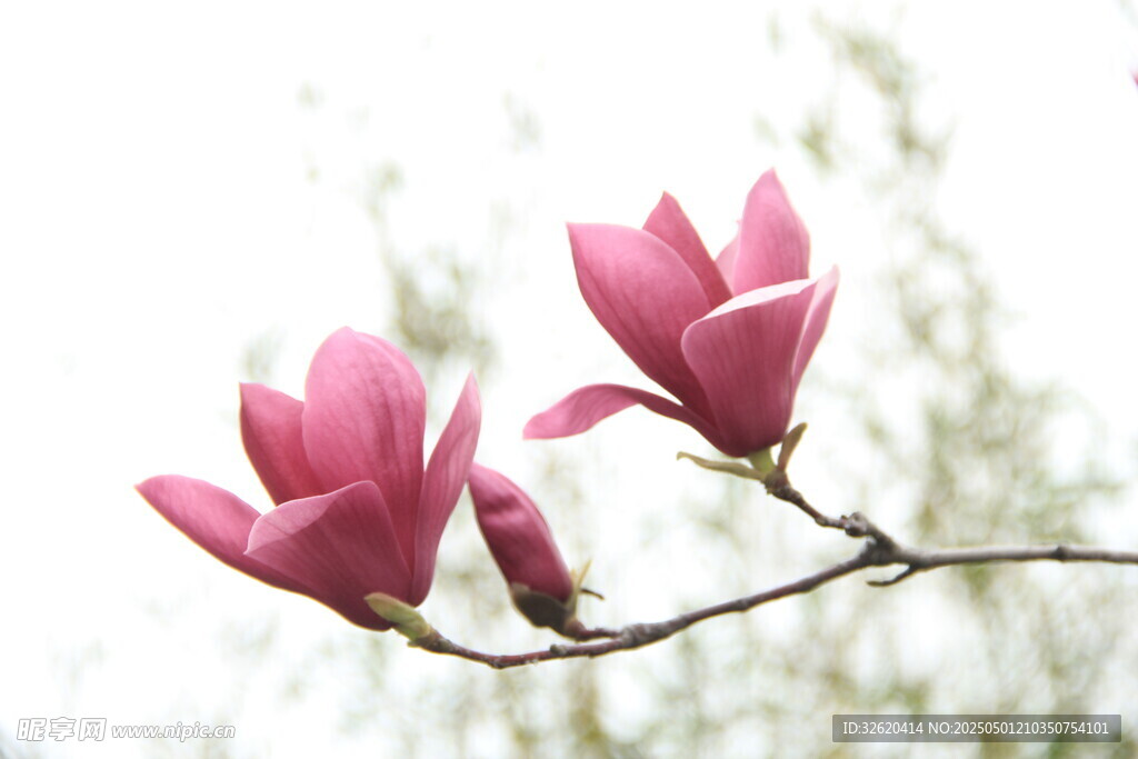 玉兰花