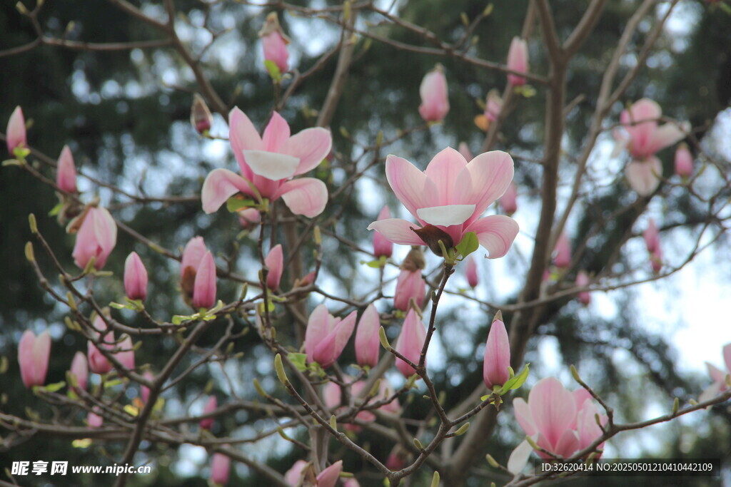 玉兰花