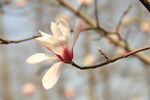玉兰花