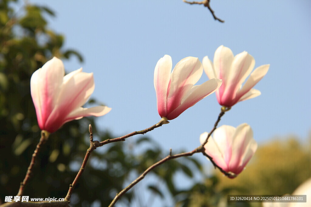玉兰花