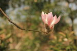 玉兰花