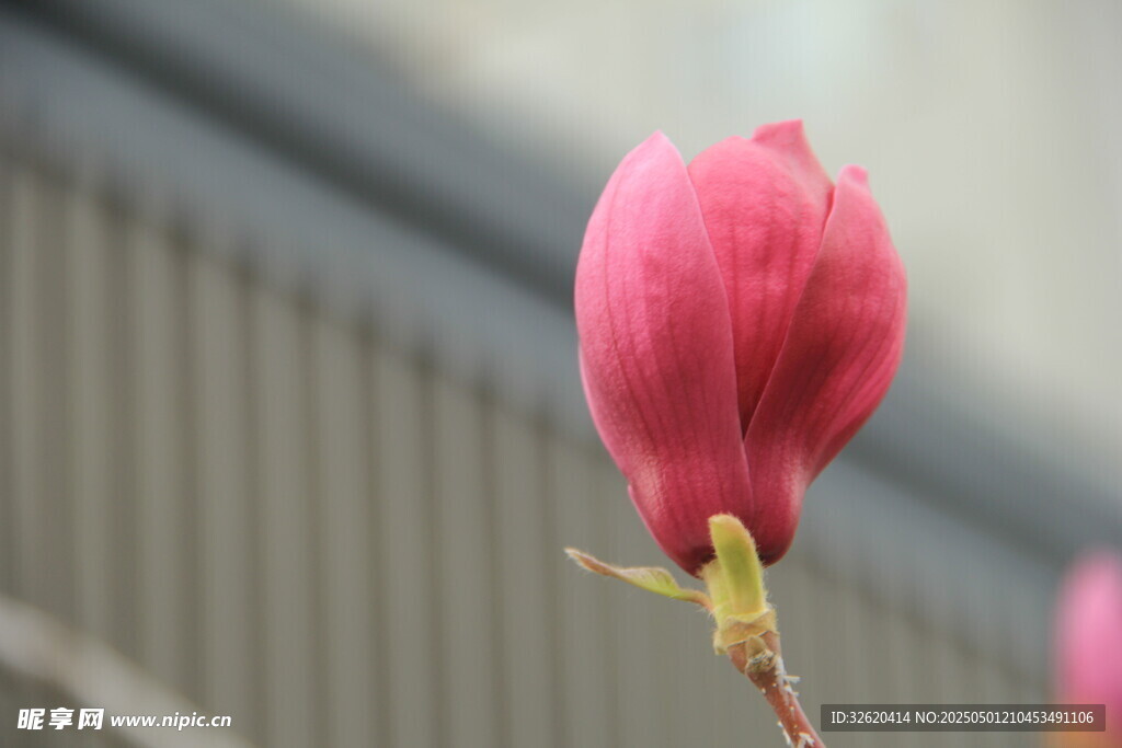 玉兰花