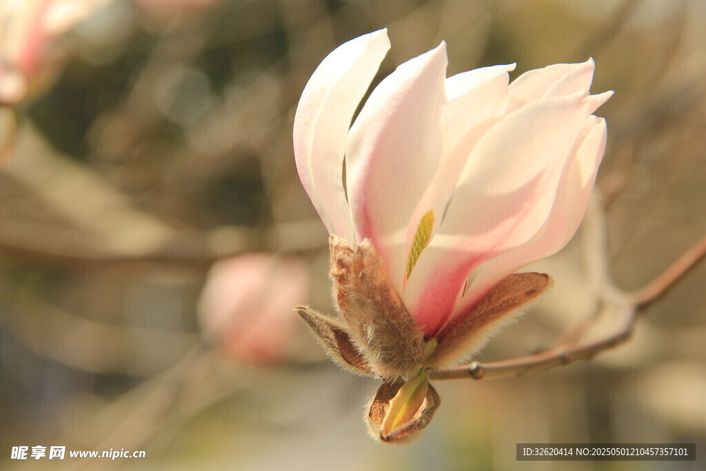 玉兰花