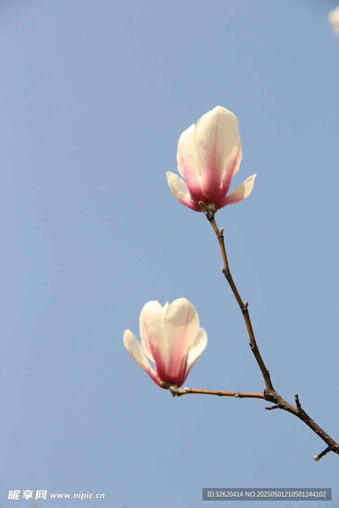 玉兰花