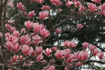 玉兰花