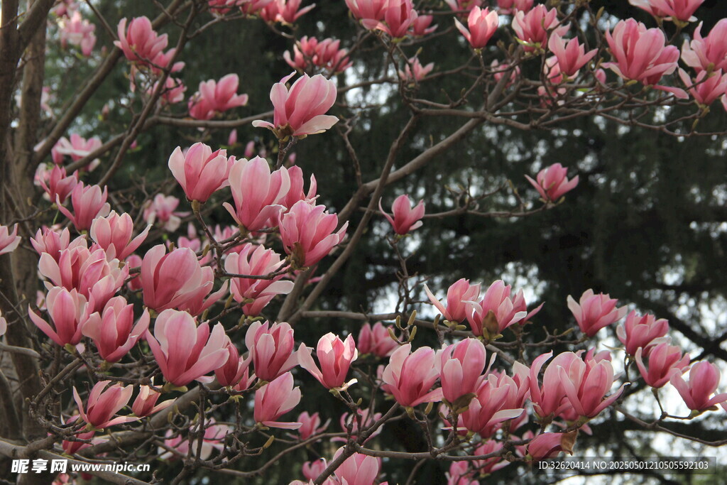 玉兰花