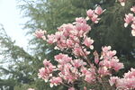 玉兰花