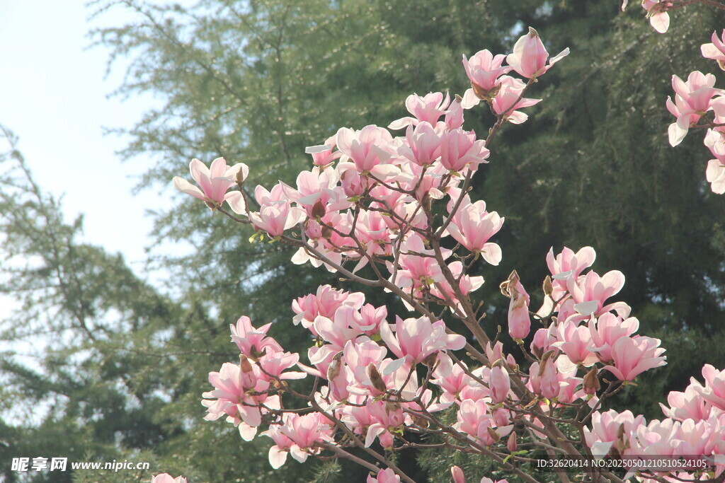 玉兰花