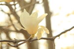 玉兰花