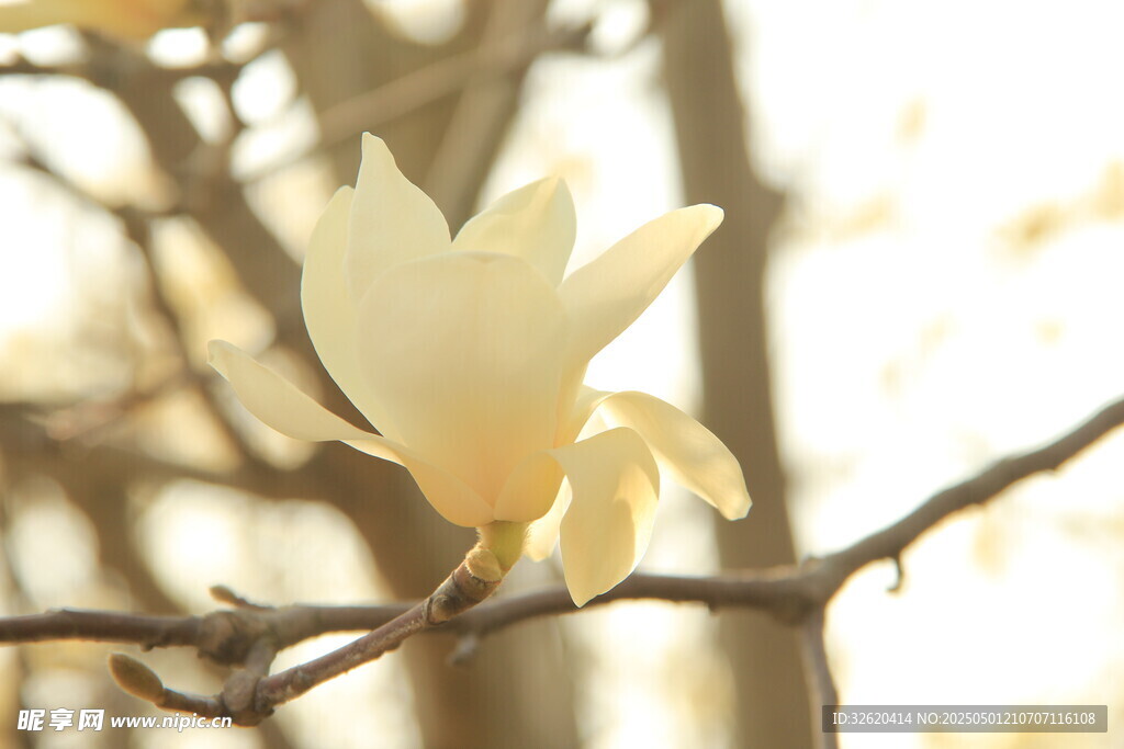 玉兰花