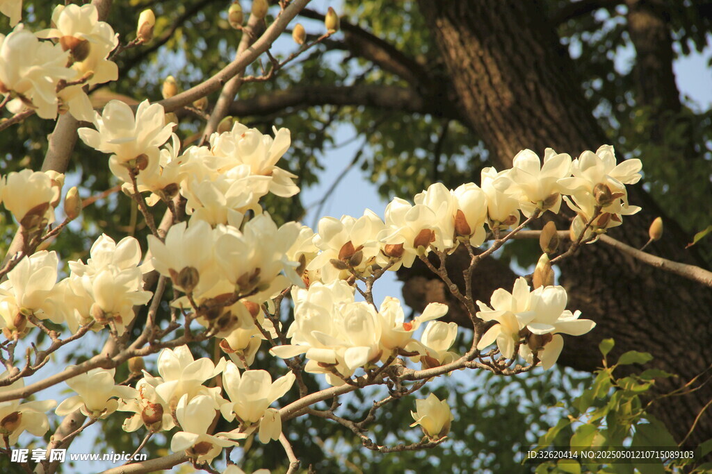玉兰花