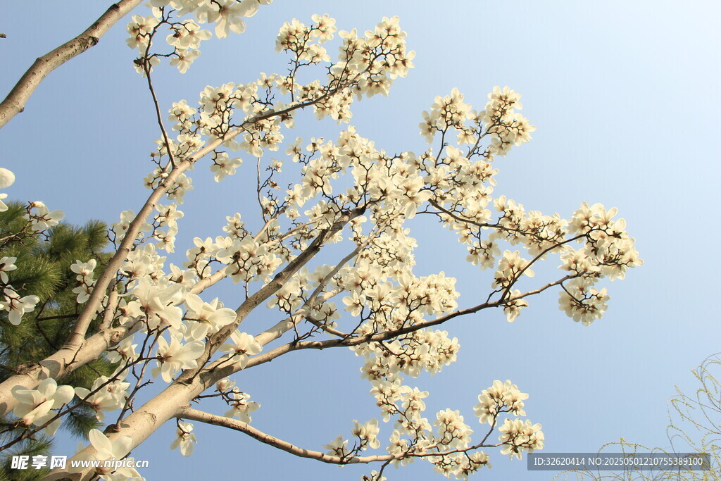 玉兰花