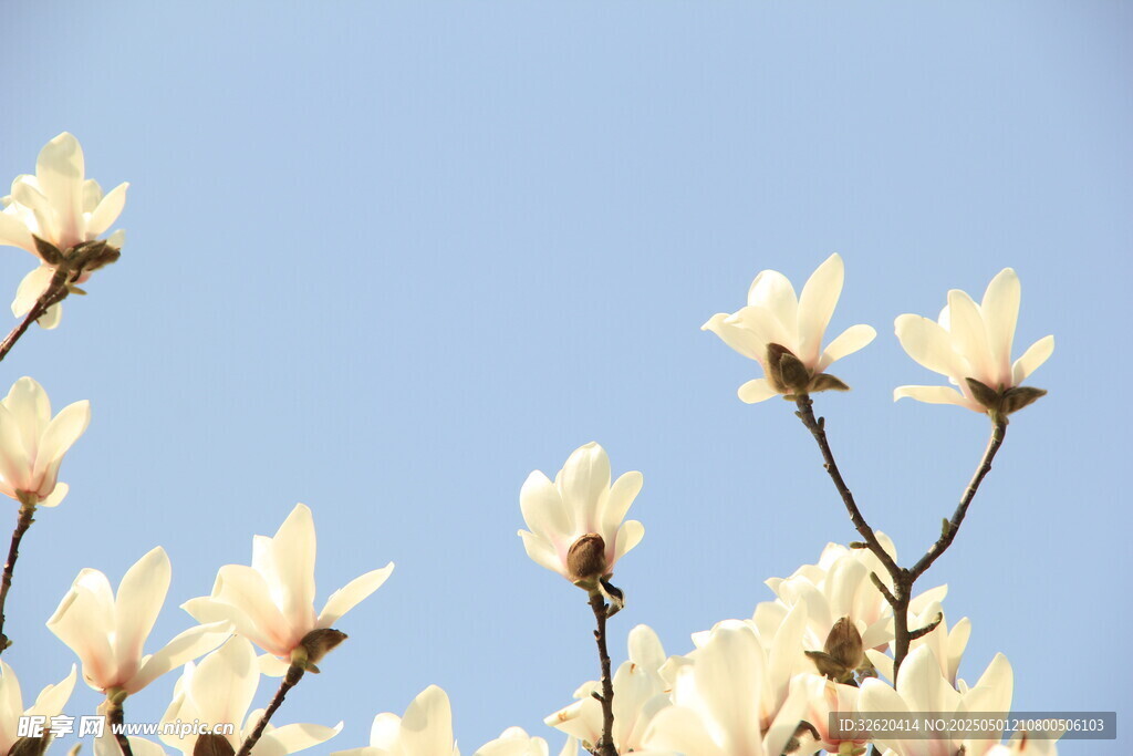 玉兰花