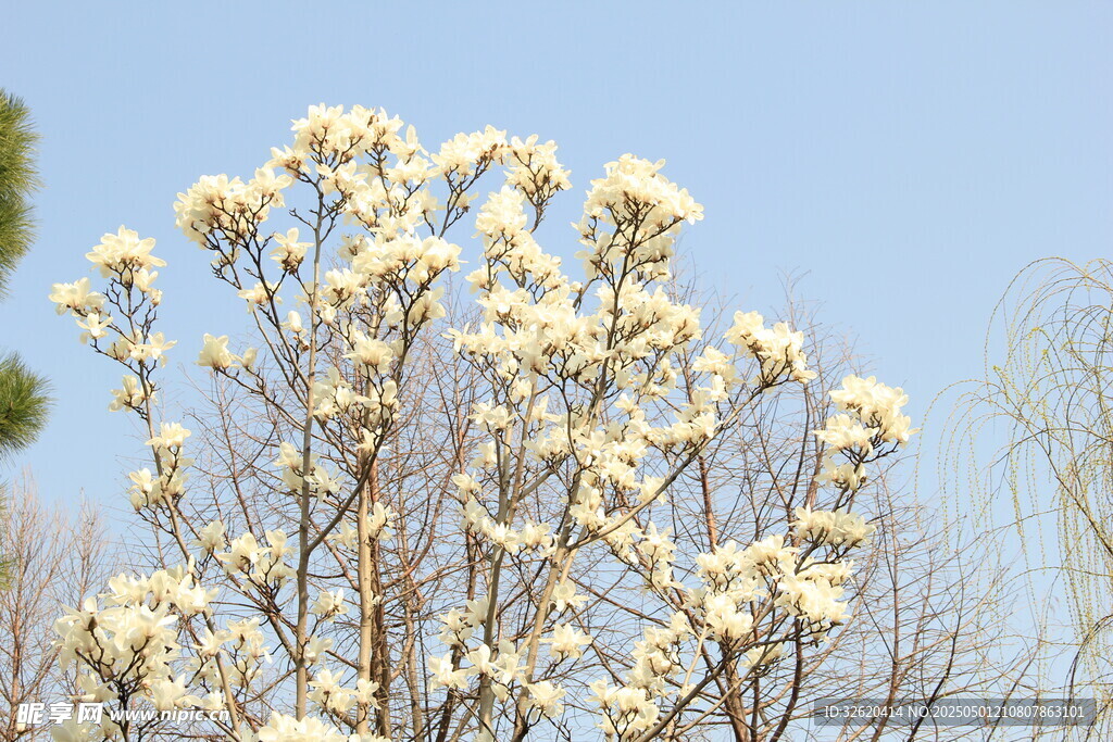 玉兰花