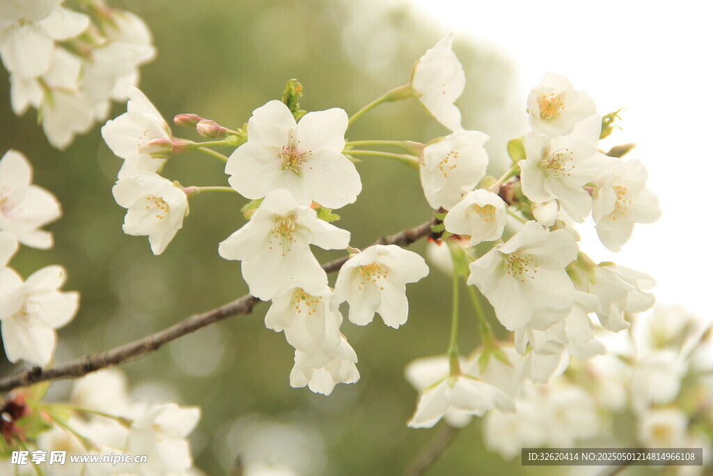 樱花