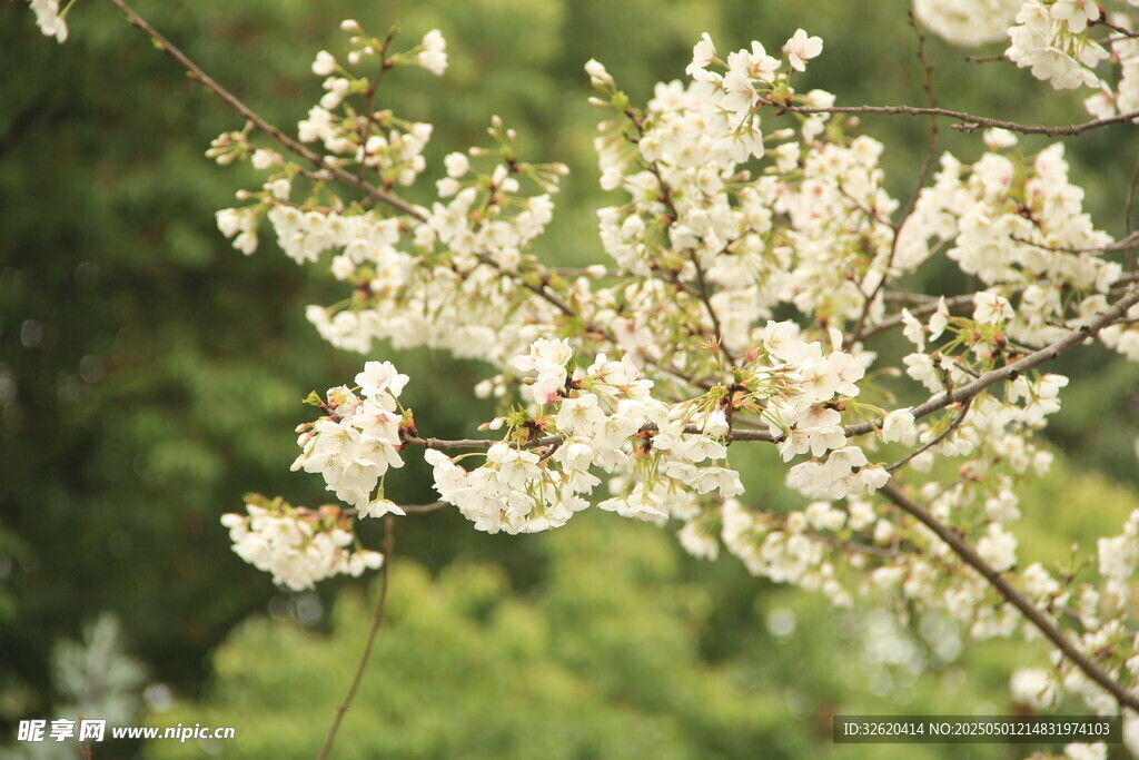 樱花