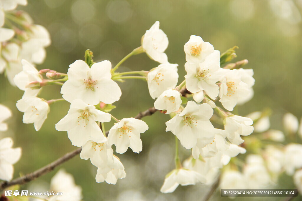 樱花
