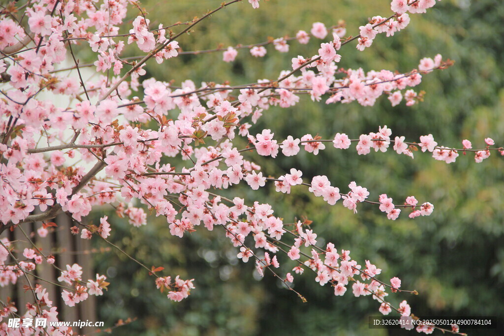 樱花