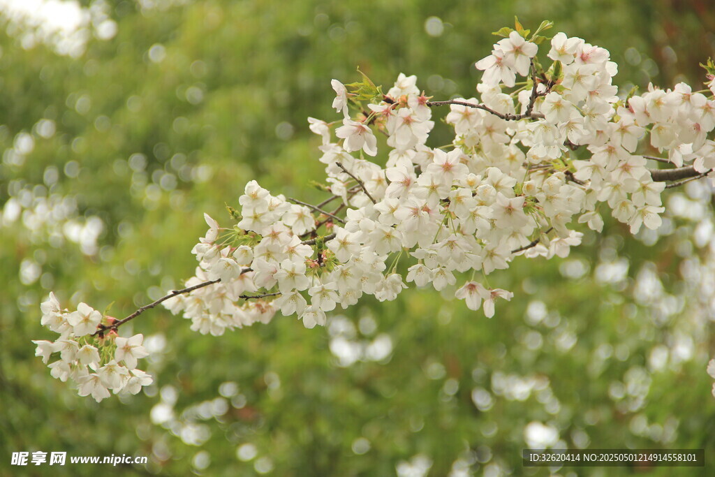 樱花