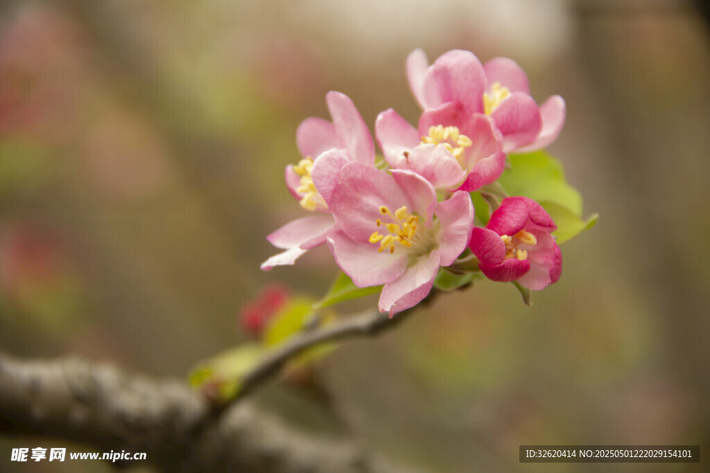 苹果花