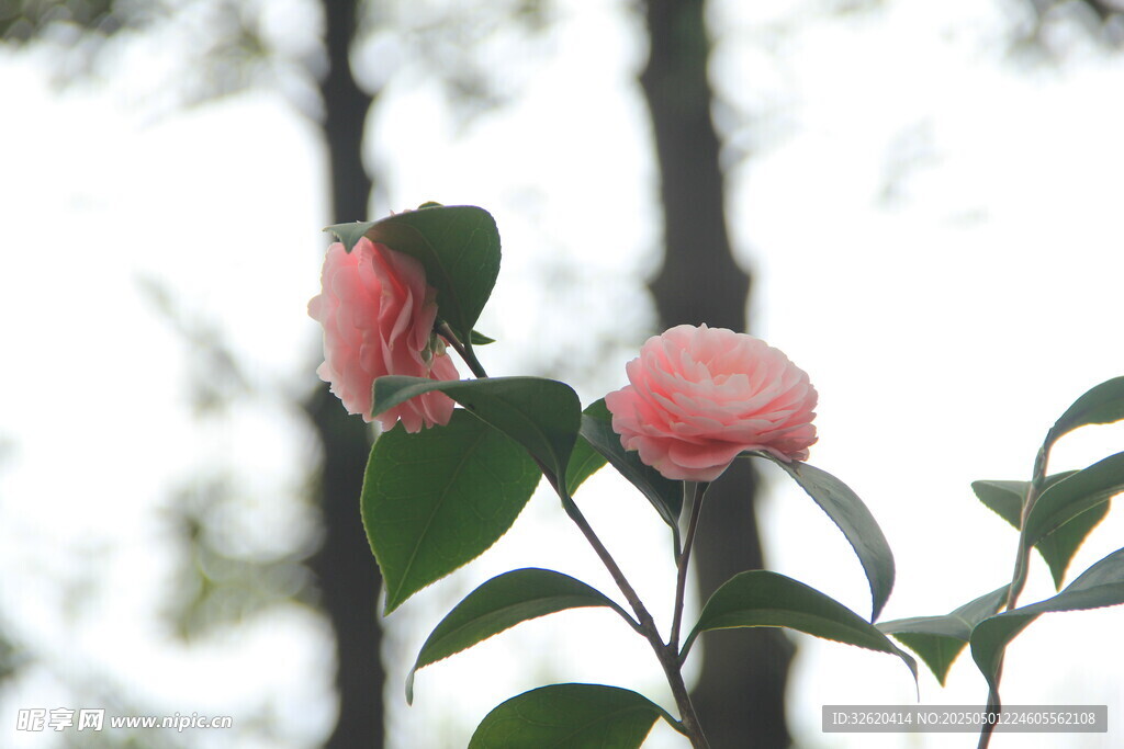 山茶花