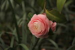 山茶花