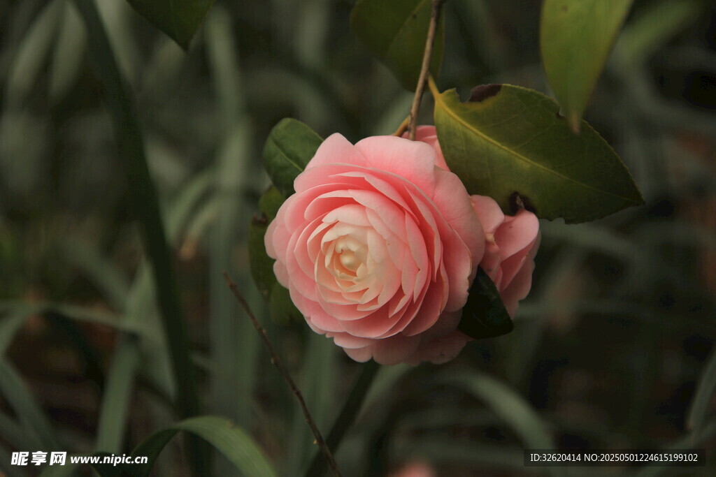 山茶花
