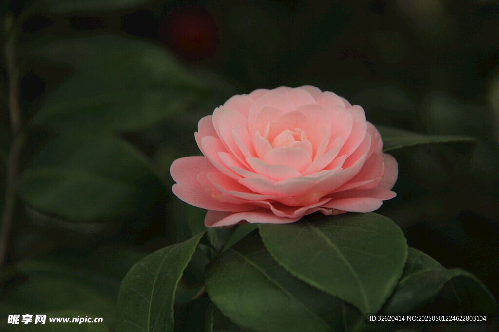 山茶花