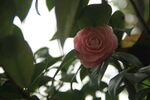 山茶花
