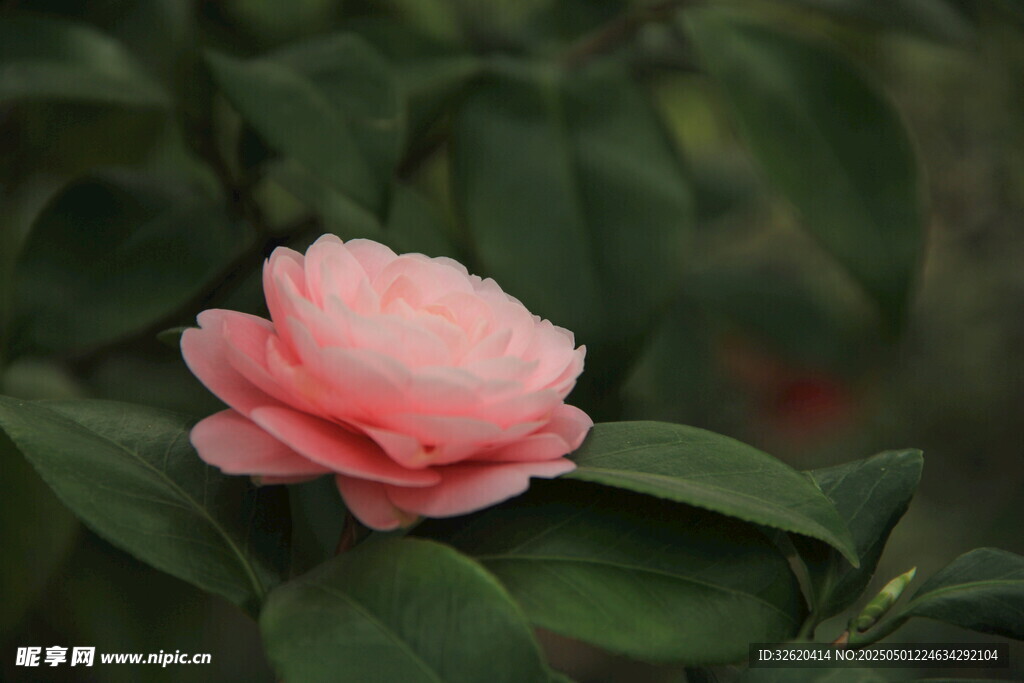 山茶花